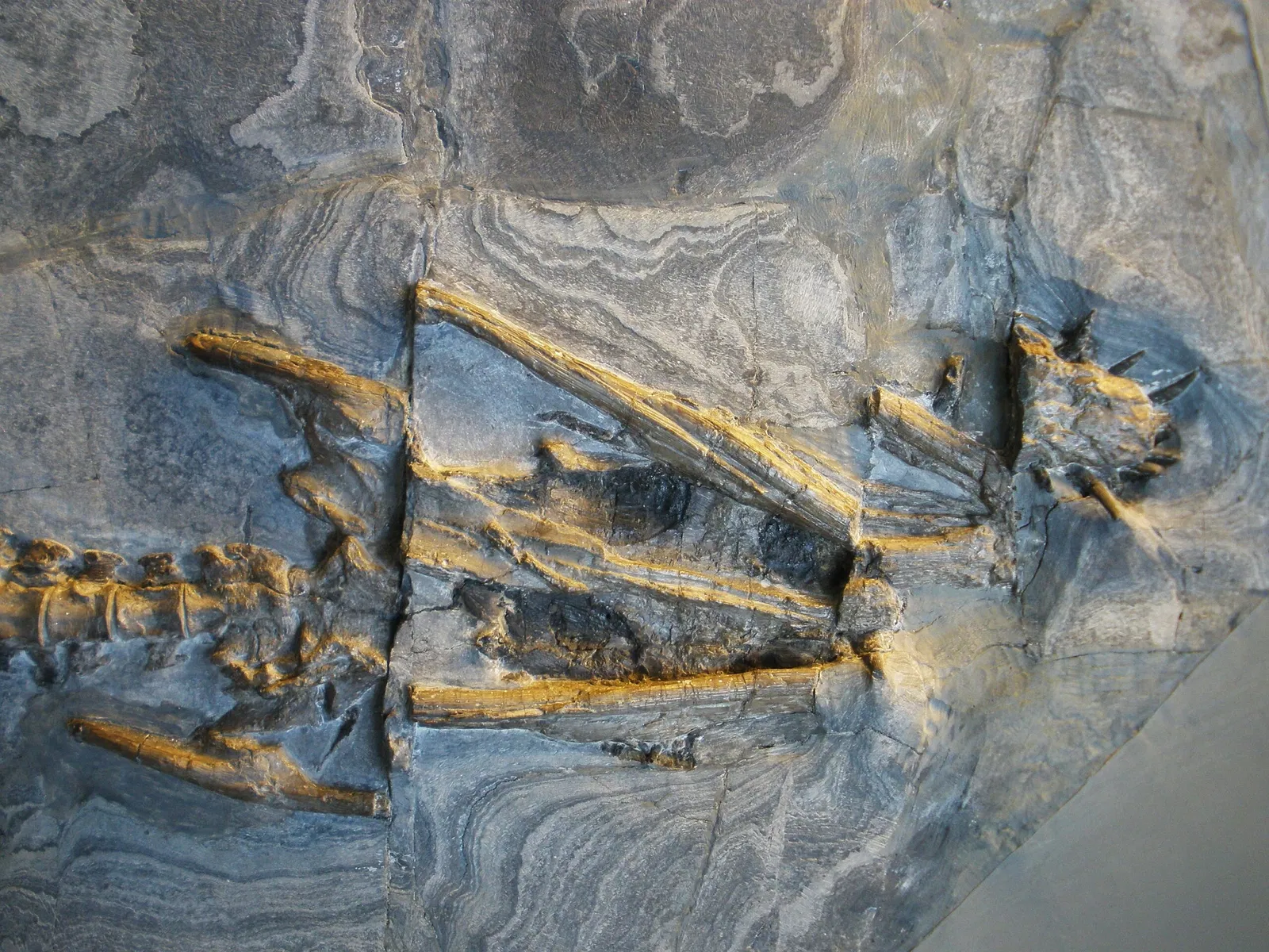 Musee Paleontologique de Zurich