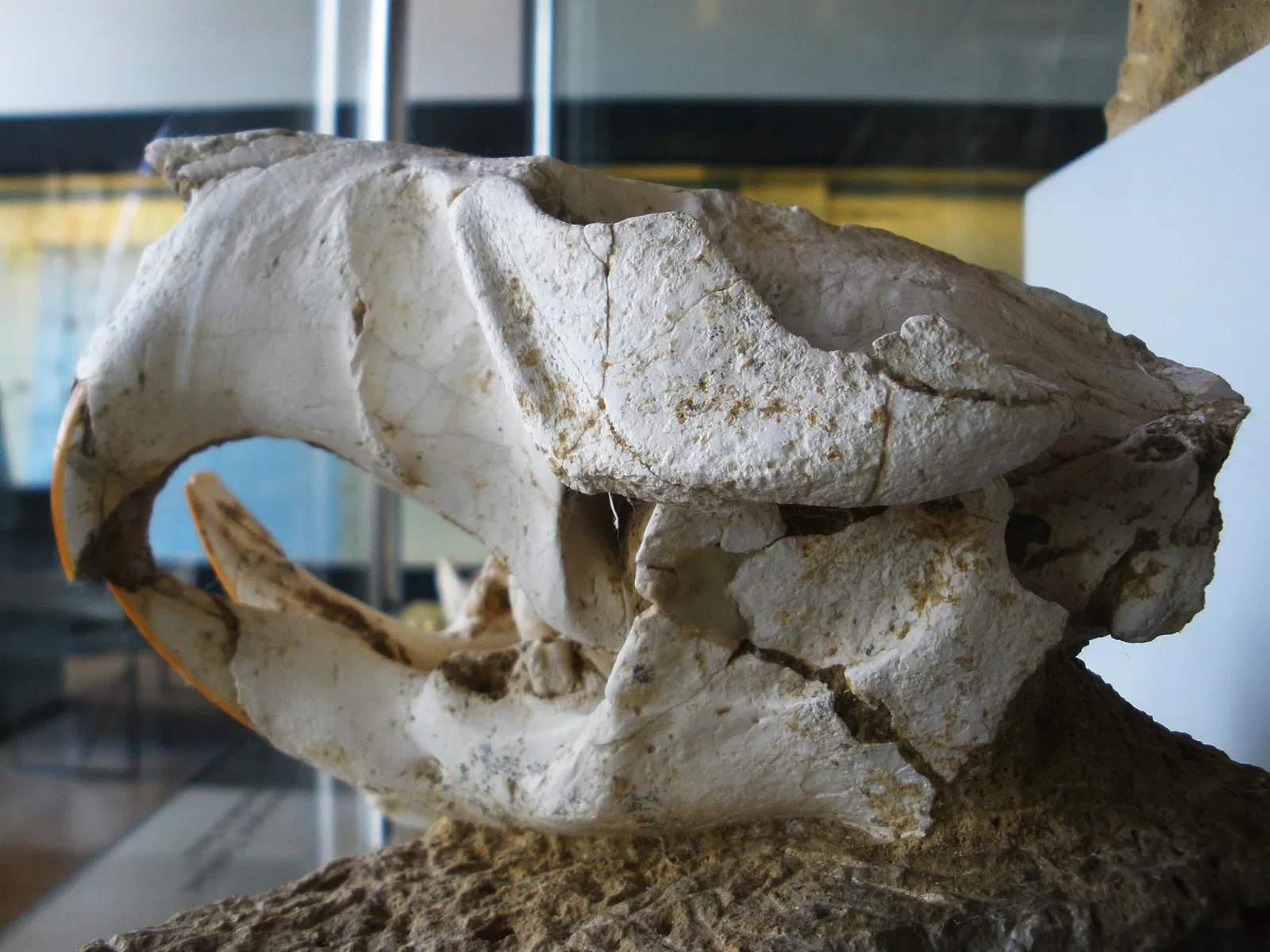 Musee Paleontologique de Zurich