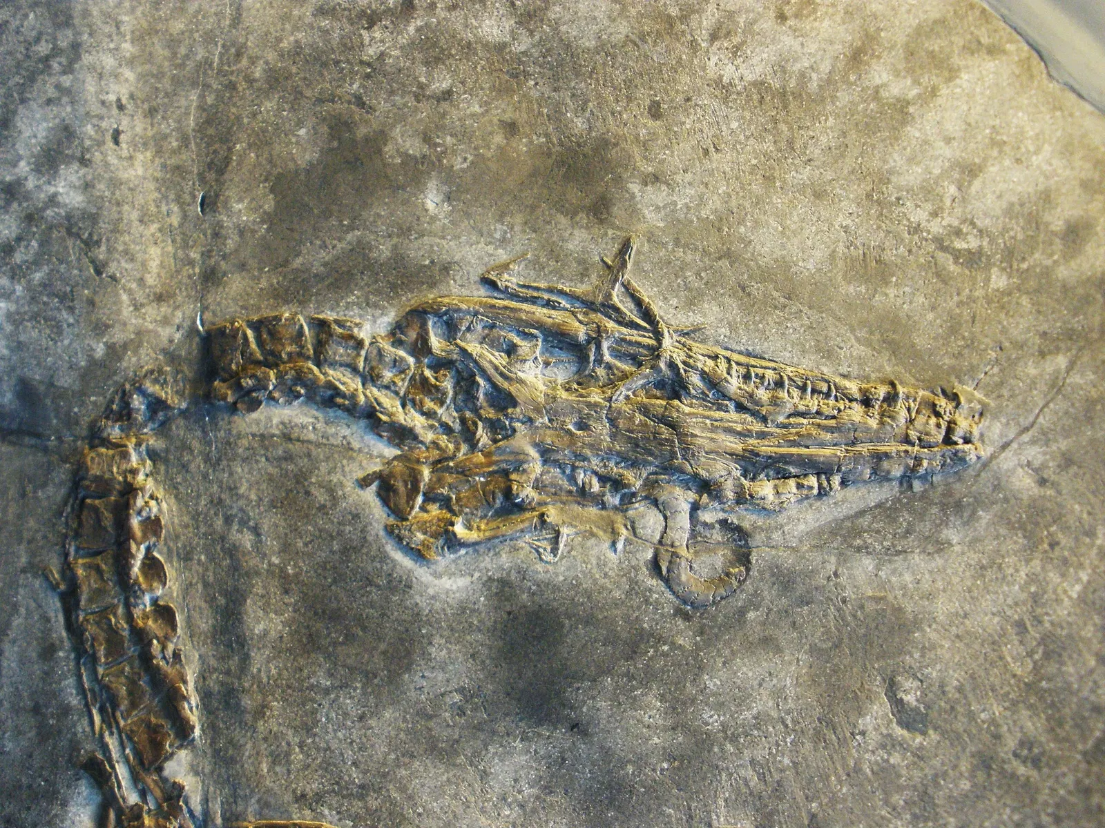 Musee Paleontologique de Zurich