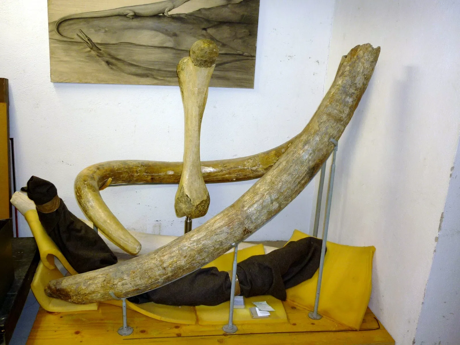 Musee Paleontologique de Zurich