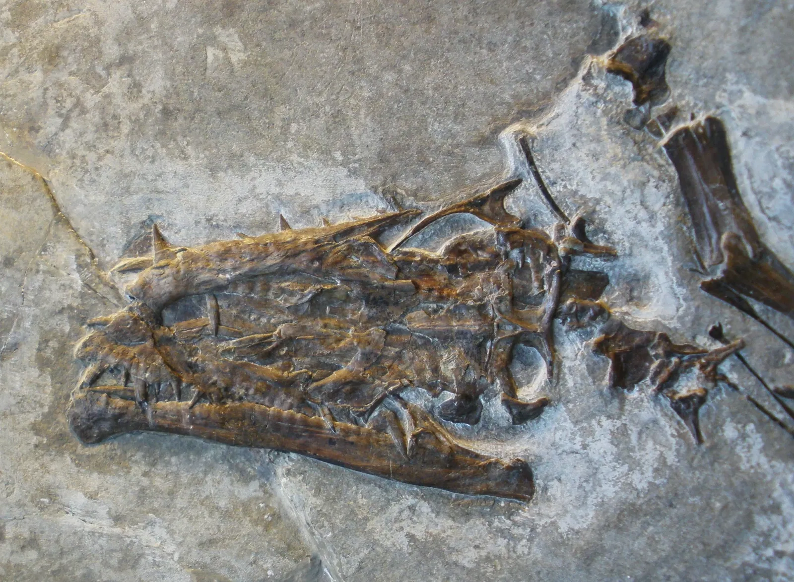 Musee Paleontologique de Zurich