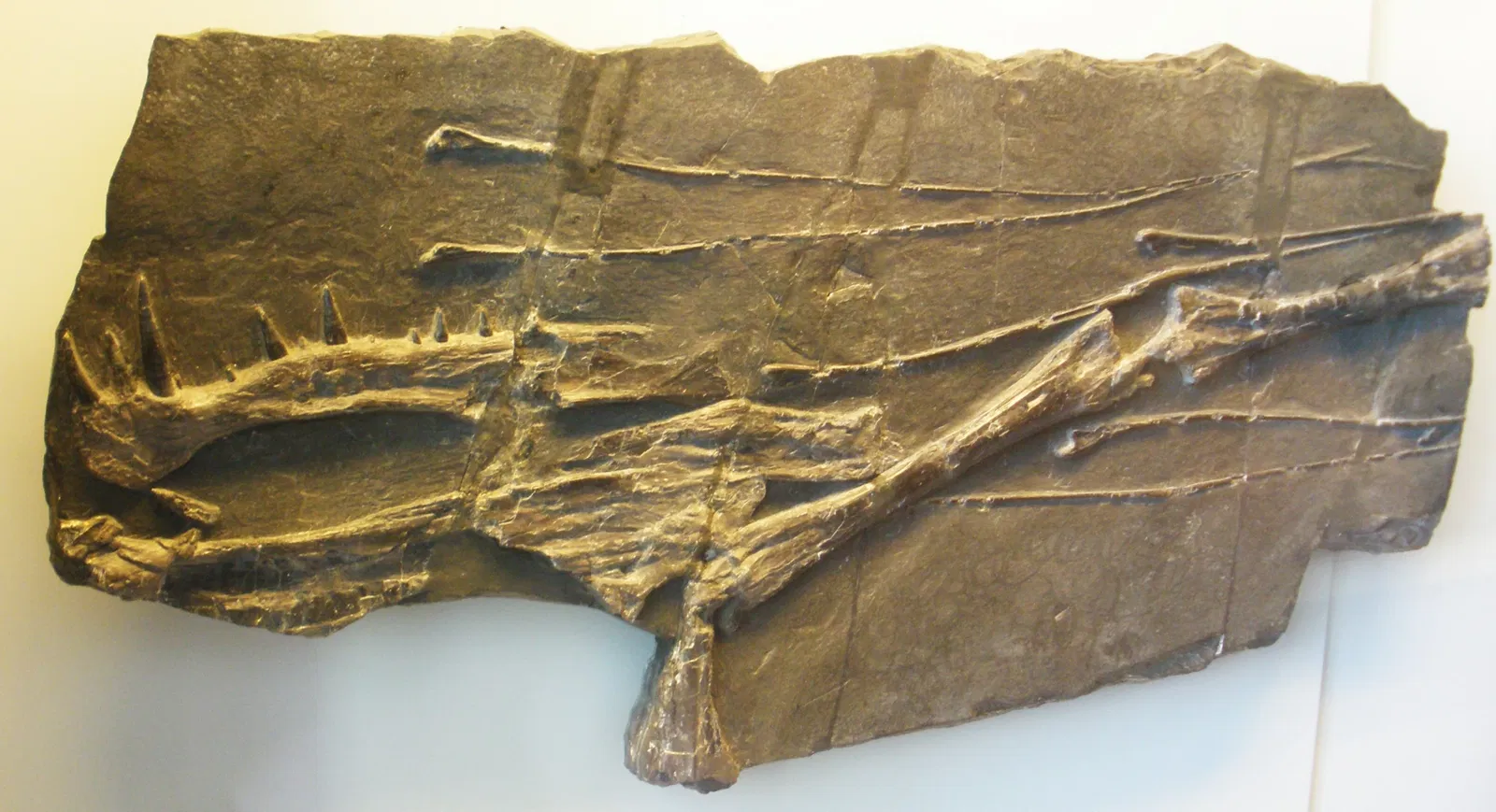 Musee Paleontologique de Zurich