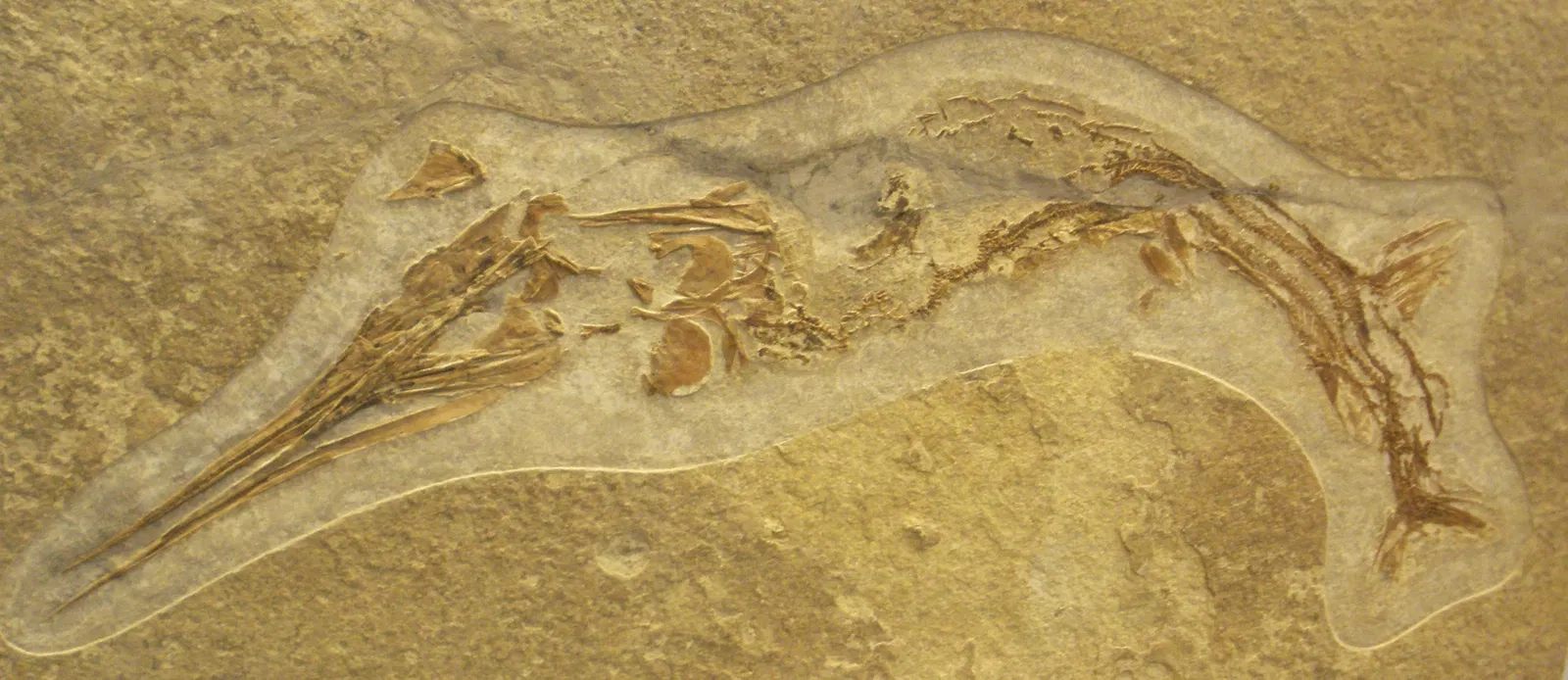 Zoologisches Museum der Universität Zürich