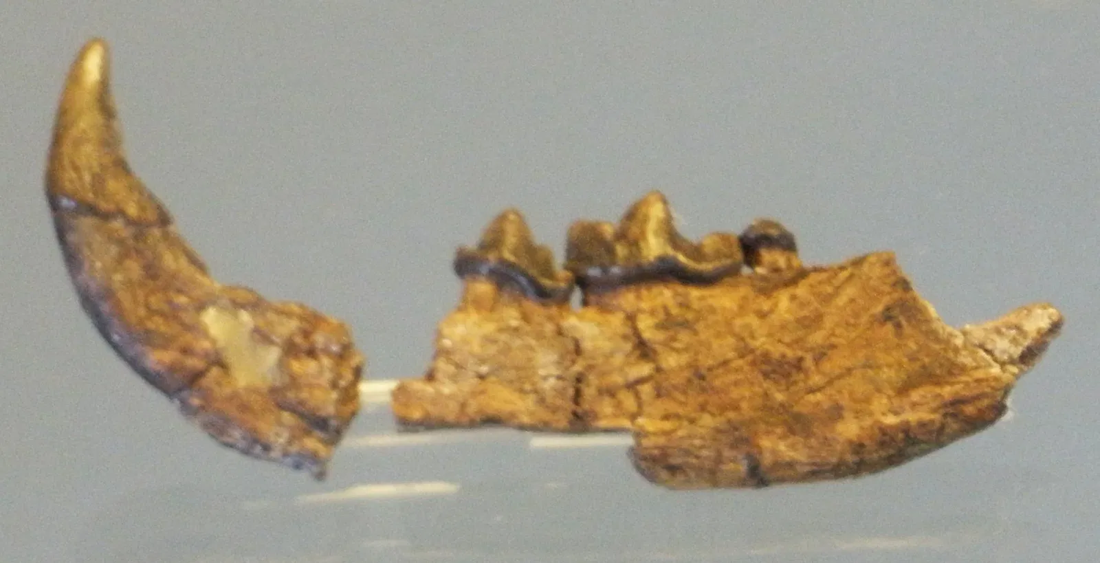 Musee Paleontologique de Zurich