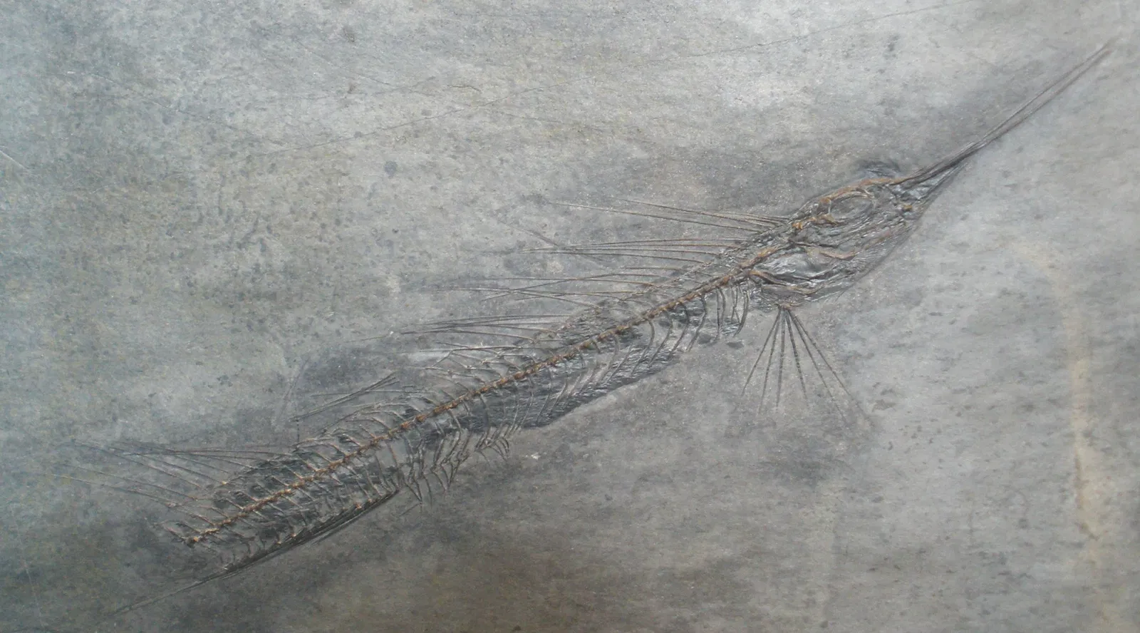 Musee Paleontologique de Zurich