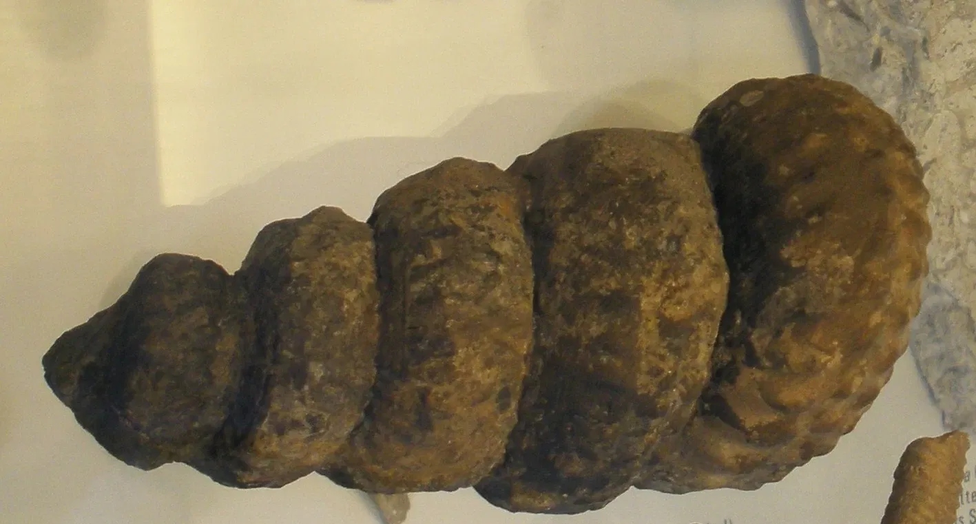 Musee Paleontologique de Zurich