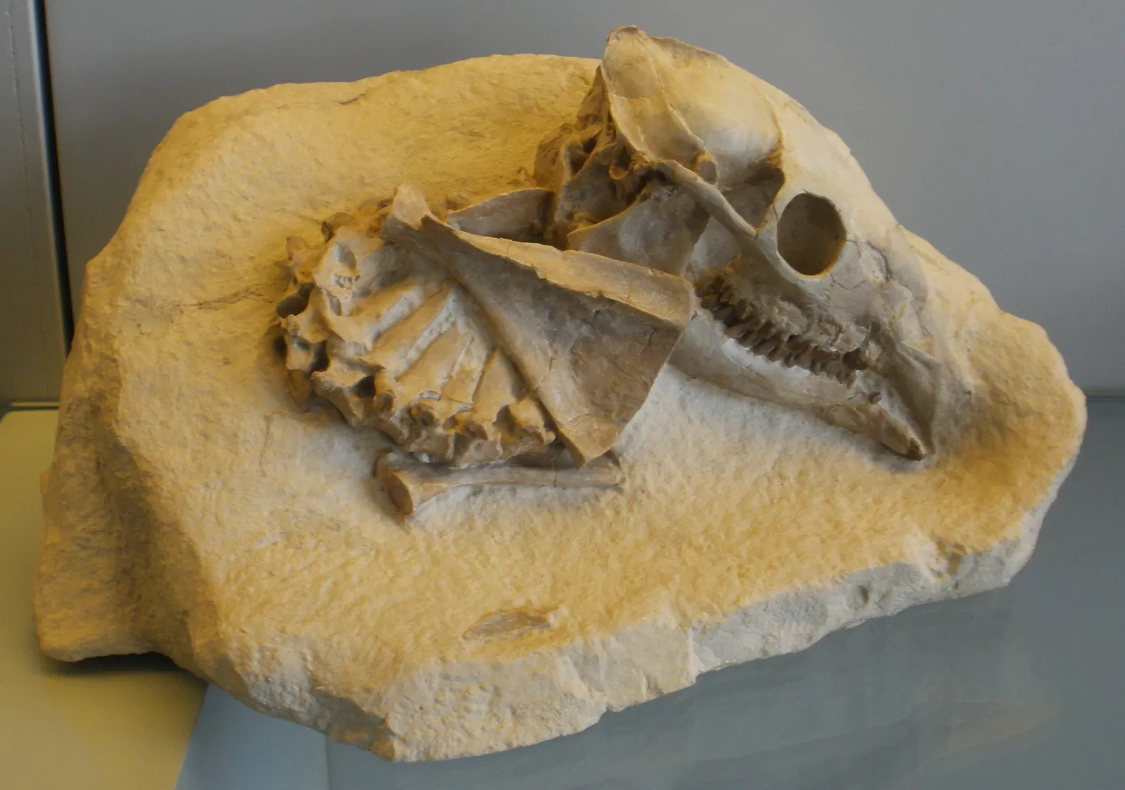 Musee Paleontologique de Zurich