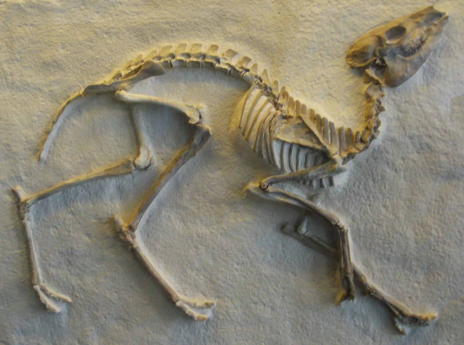 Zoologisches Museum der Universität Zürich