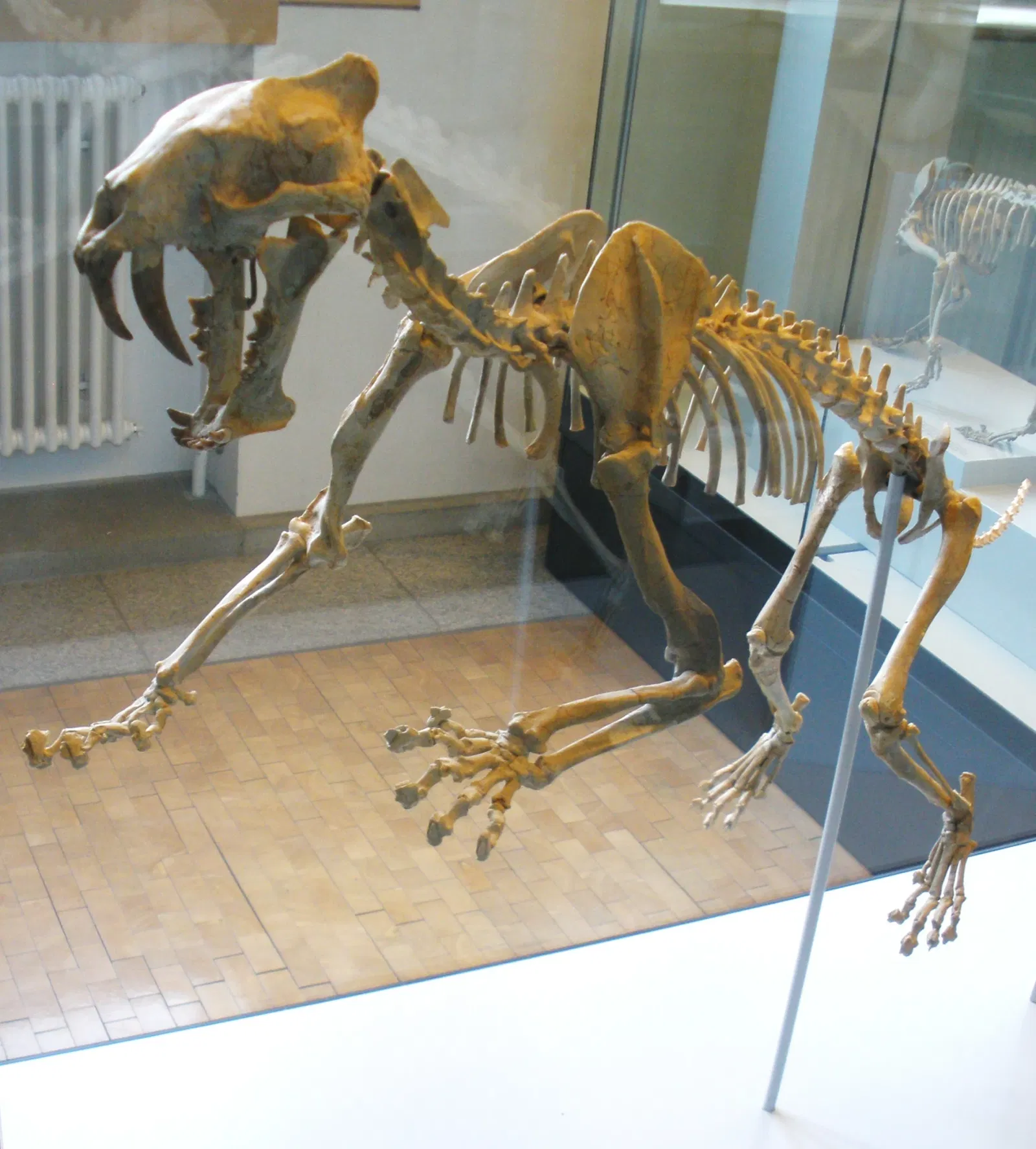 Musee Paleontologique de Zurich