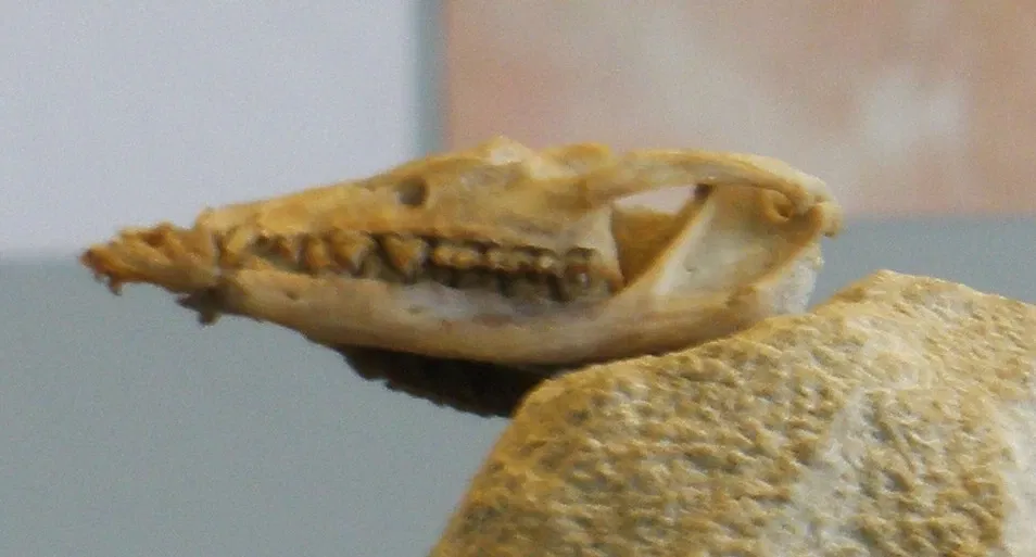 Zoologisches Museum der Universität Zürich