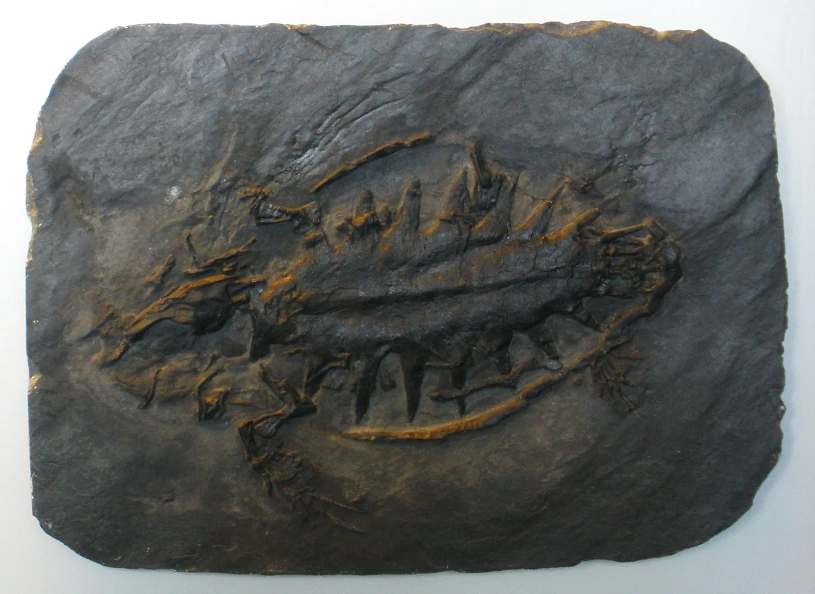 Zoologisches Museum der Universität Zürich