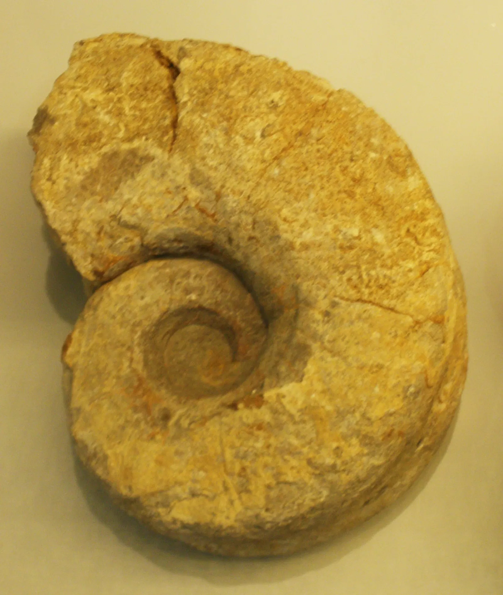 Musee Paleontologique de Zurich