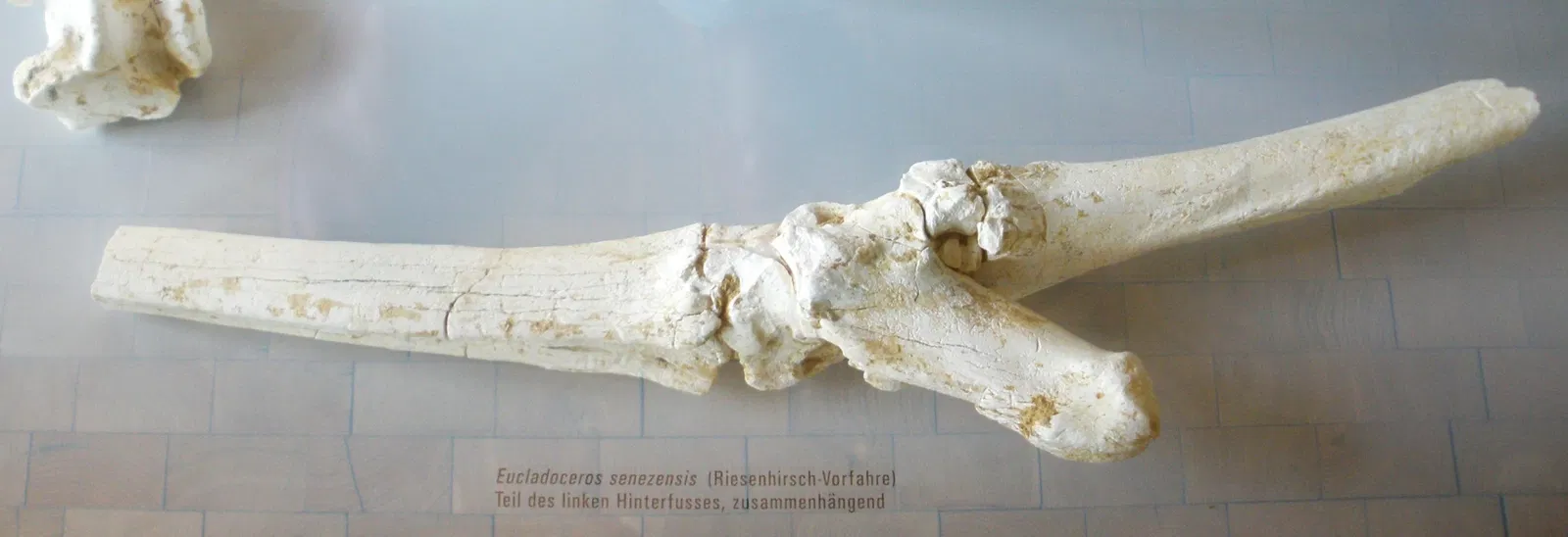 Musee Paleontologique de Zurich