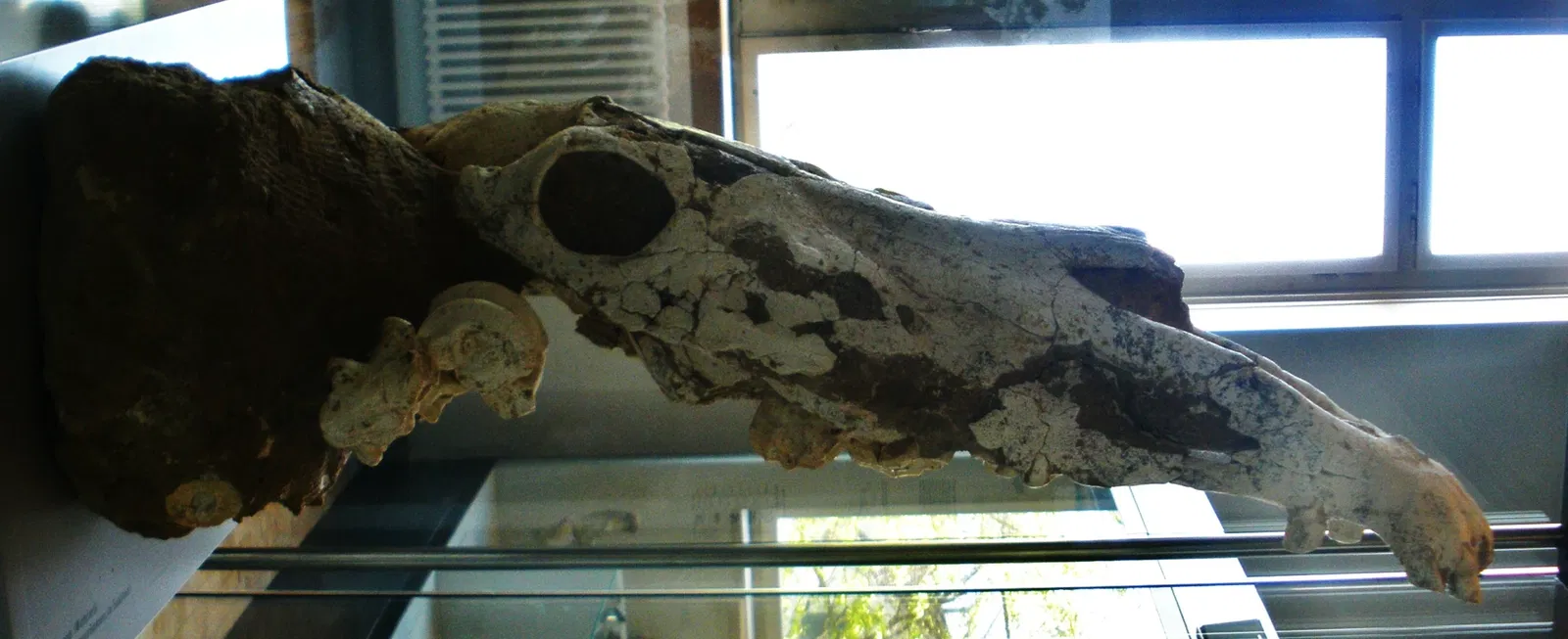 Musee Paleontologique de Zurich