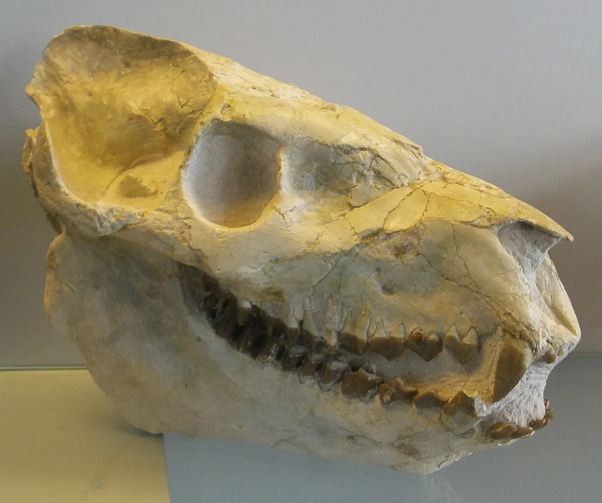 Musee Paleontologique de Zurich