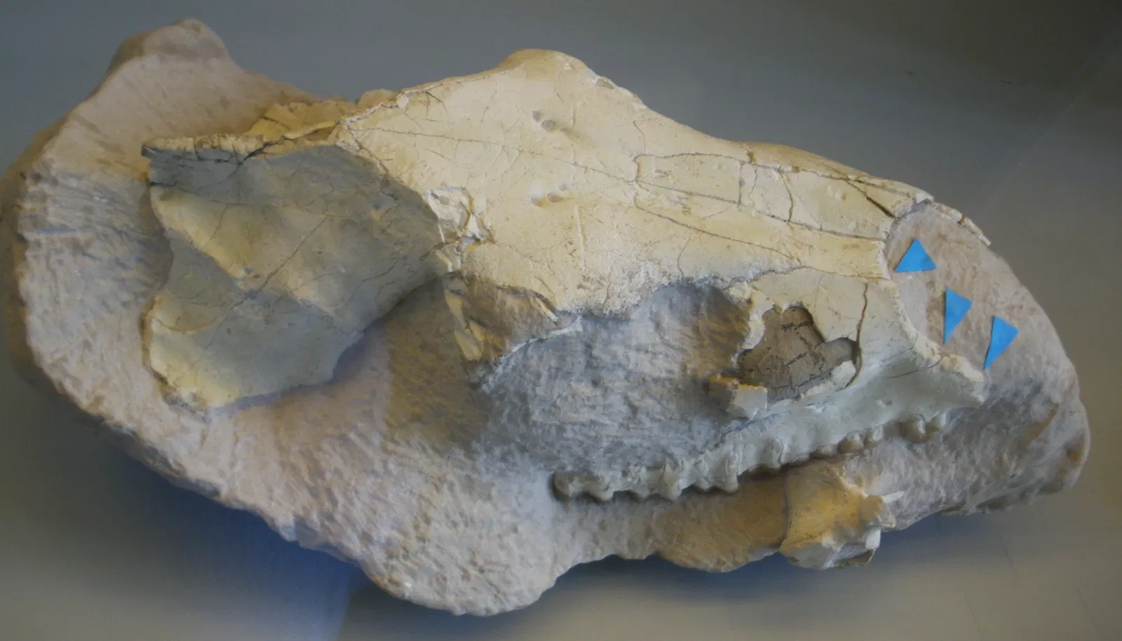 Musee Paleontologique de Zurich