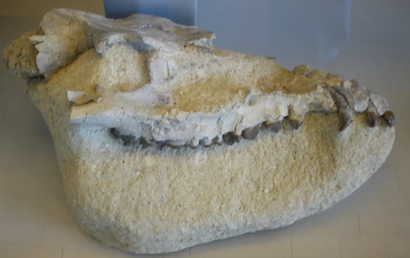 Zoologisches Museum der Universität Zürich