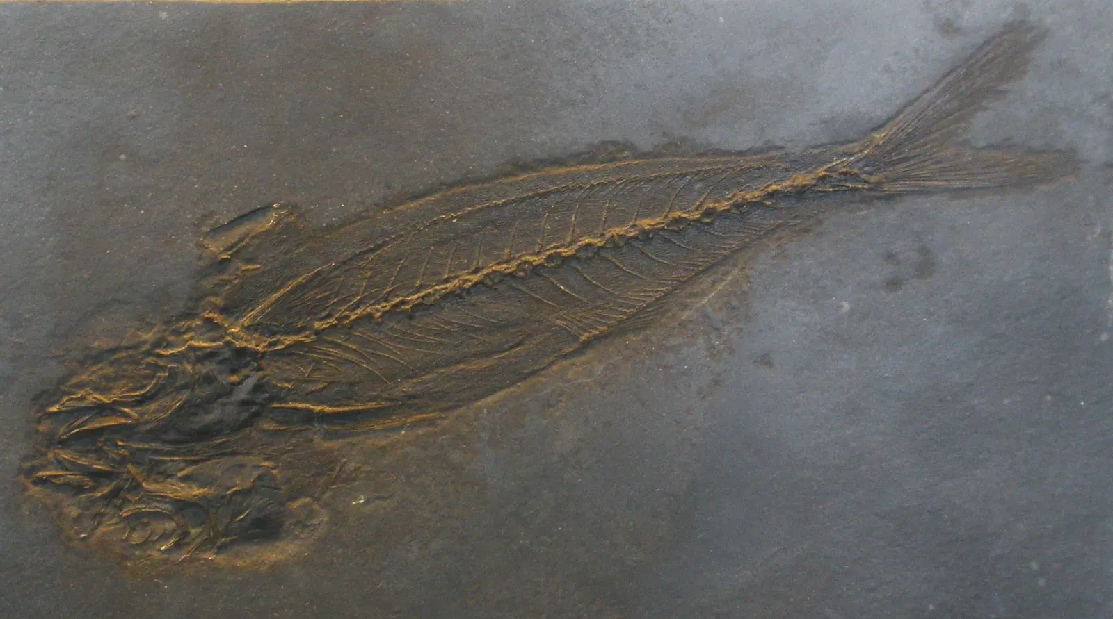 Musee Paleontologique de Zurich