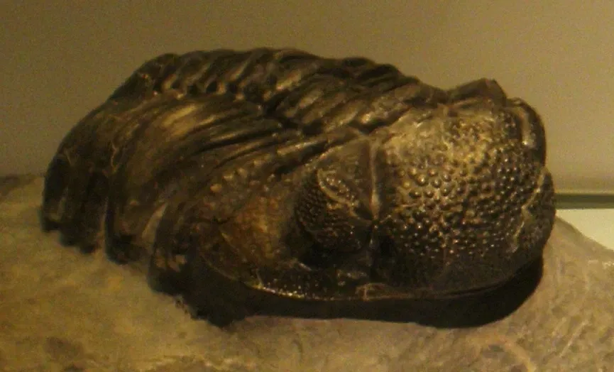 Musee Paleontologique de Zurich