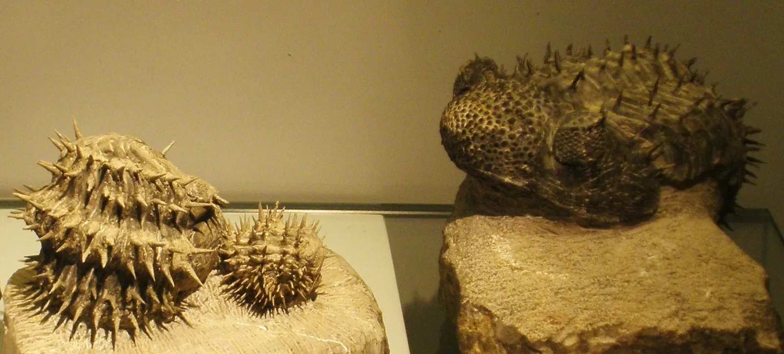 Musee Paleontologique de Zurich