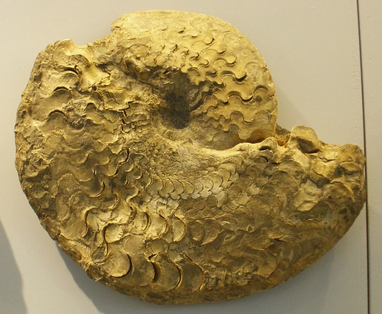 Musee Paleontologique de Zurich