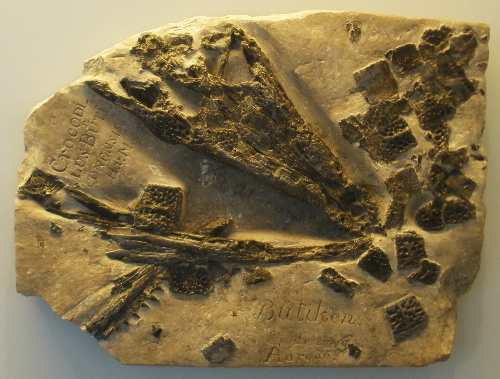 Musee Paleontologique de Zurich