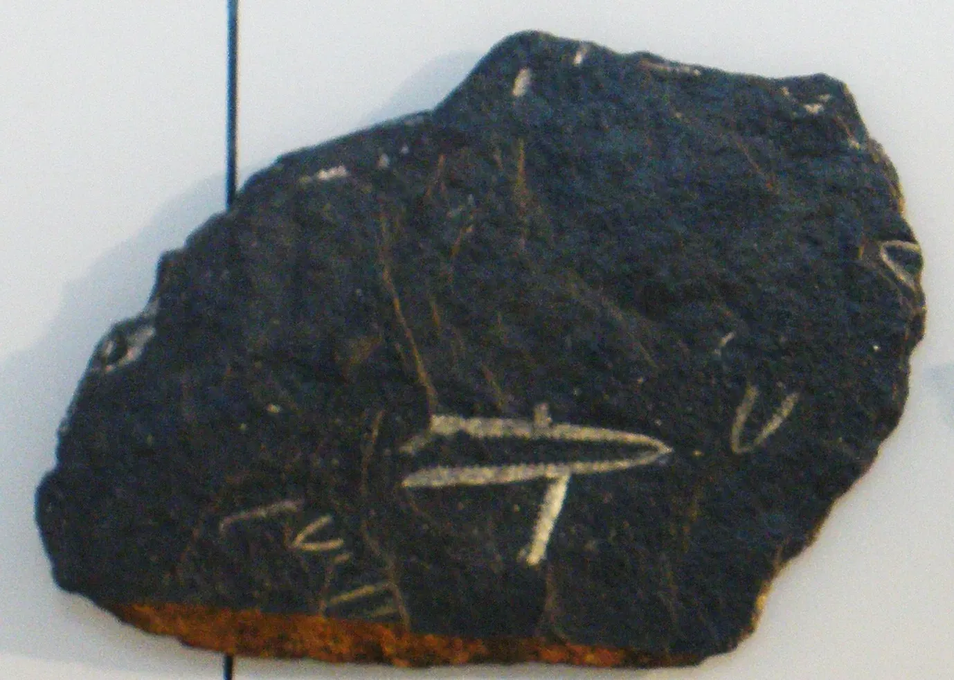 Zoologisches Museum der Universität Zürich