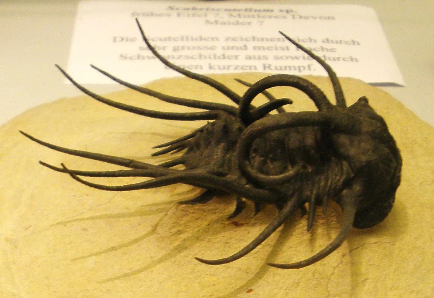 Zoologisches Museum der Universität Zürich