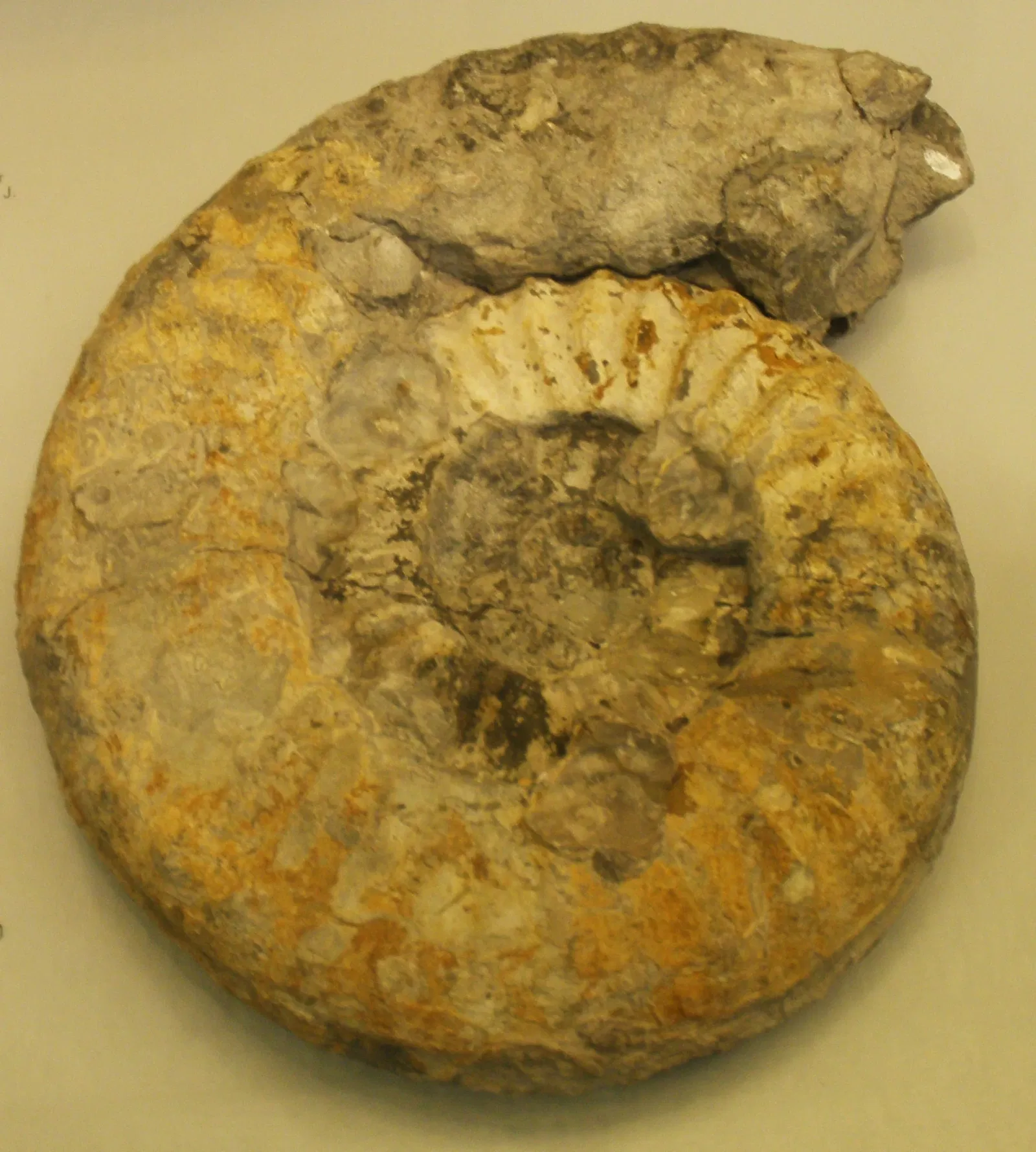 Musee Paleontologique de Zurich