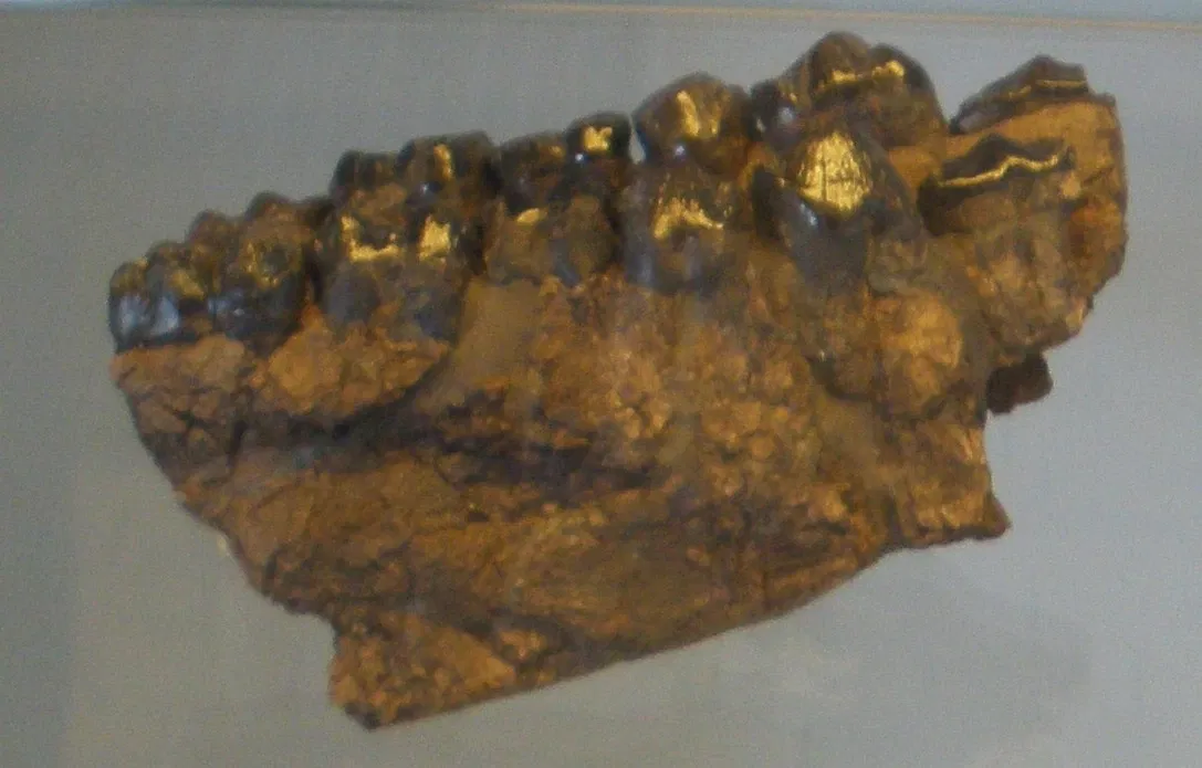 Musee Paleontologique de Zurich