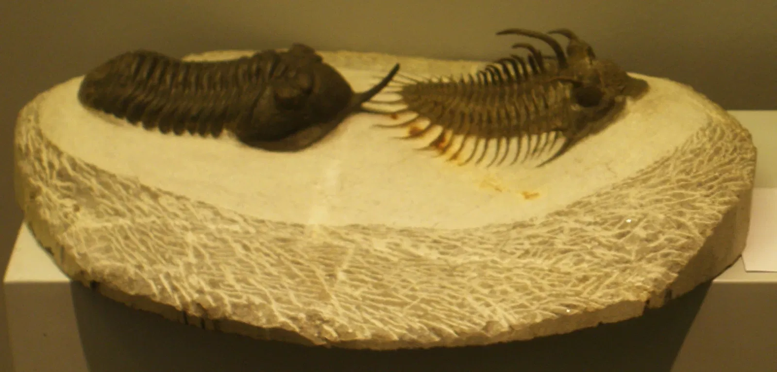 Musee Paleontologique de Zurich