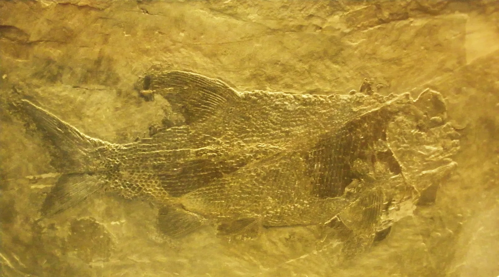 Zoologisches Museum der Universität Zürich