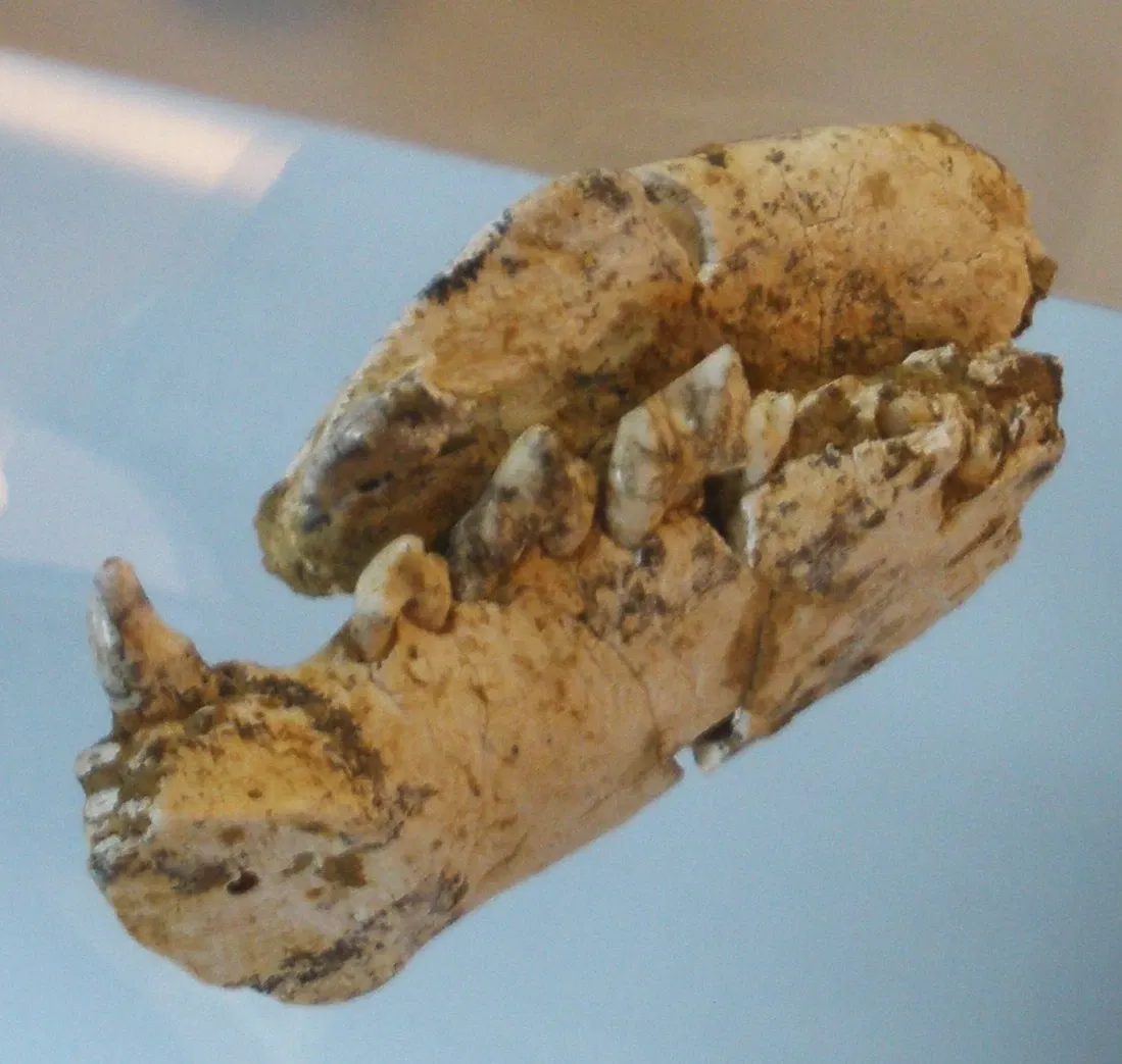 Musee Paleontologique de Zurich