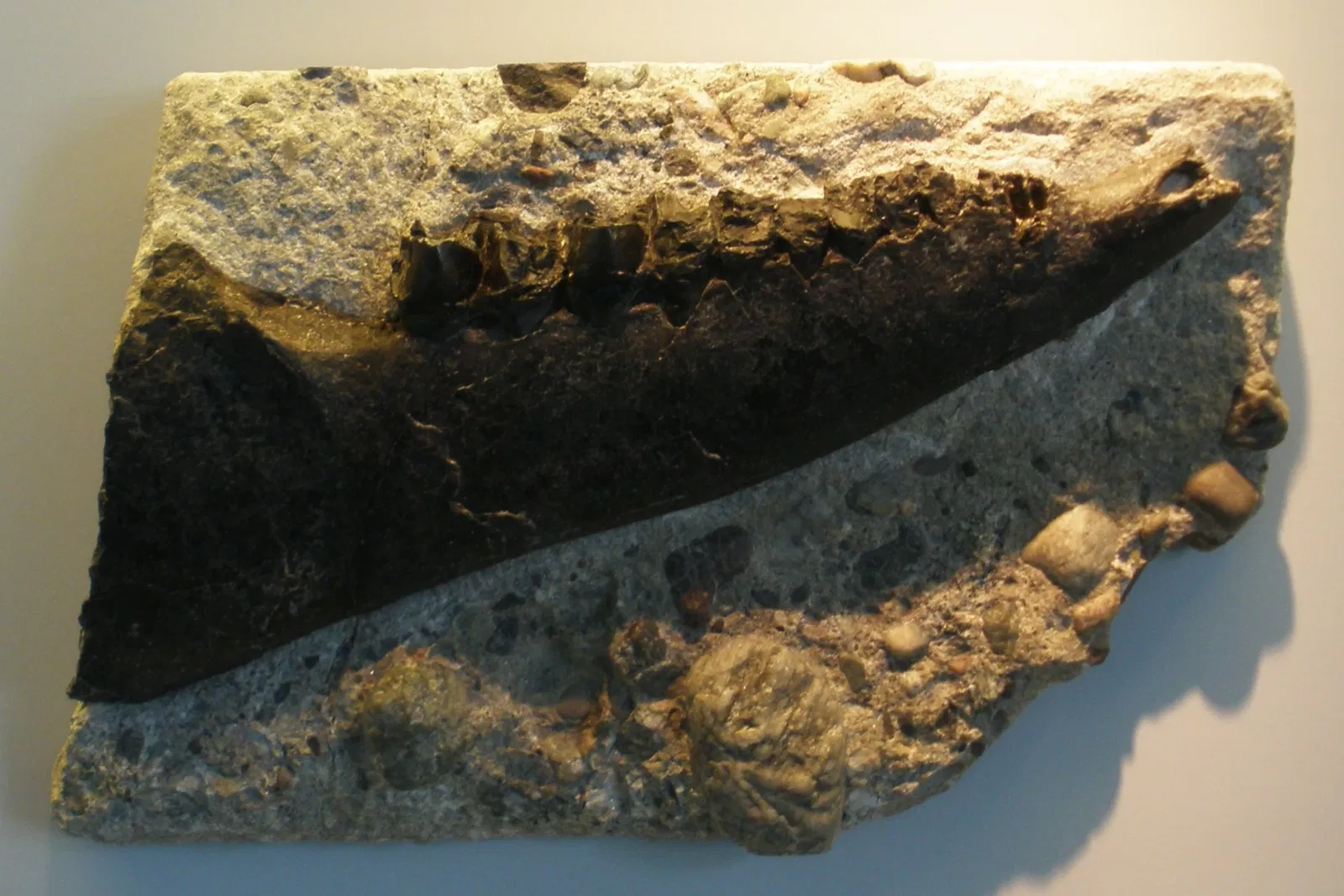 Zoologisches Museum der Universität Zürich