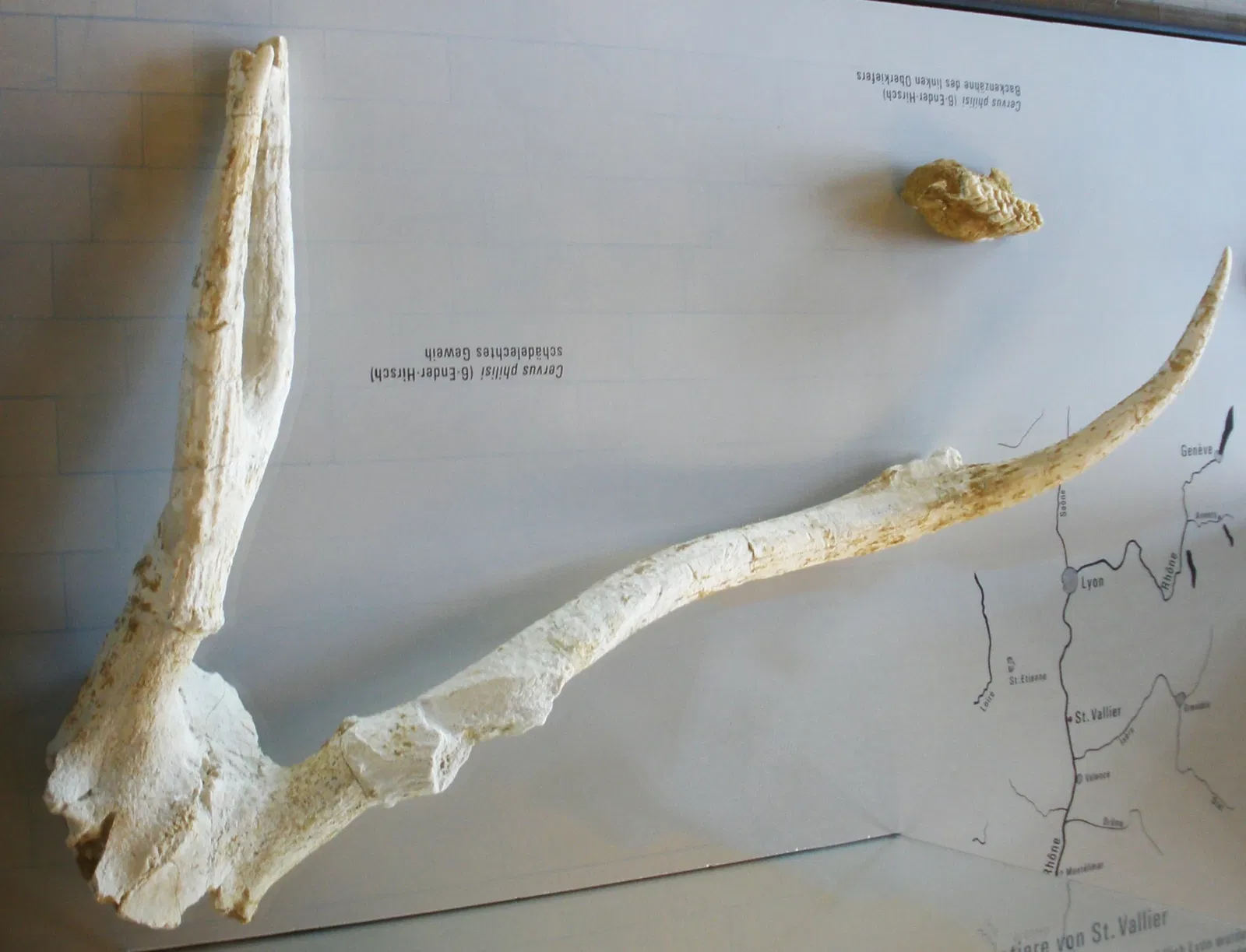 Musee Paleontologique de Zurich