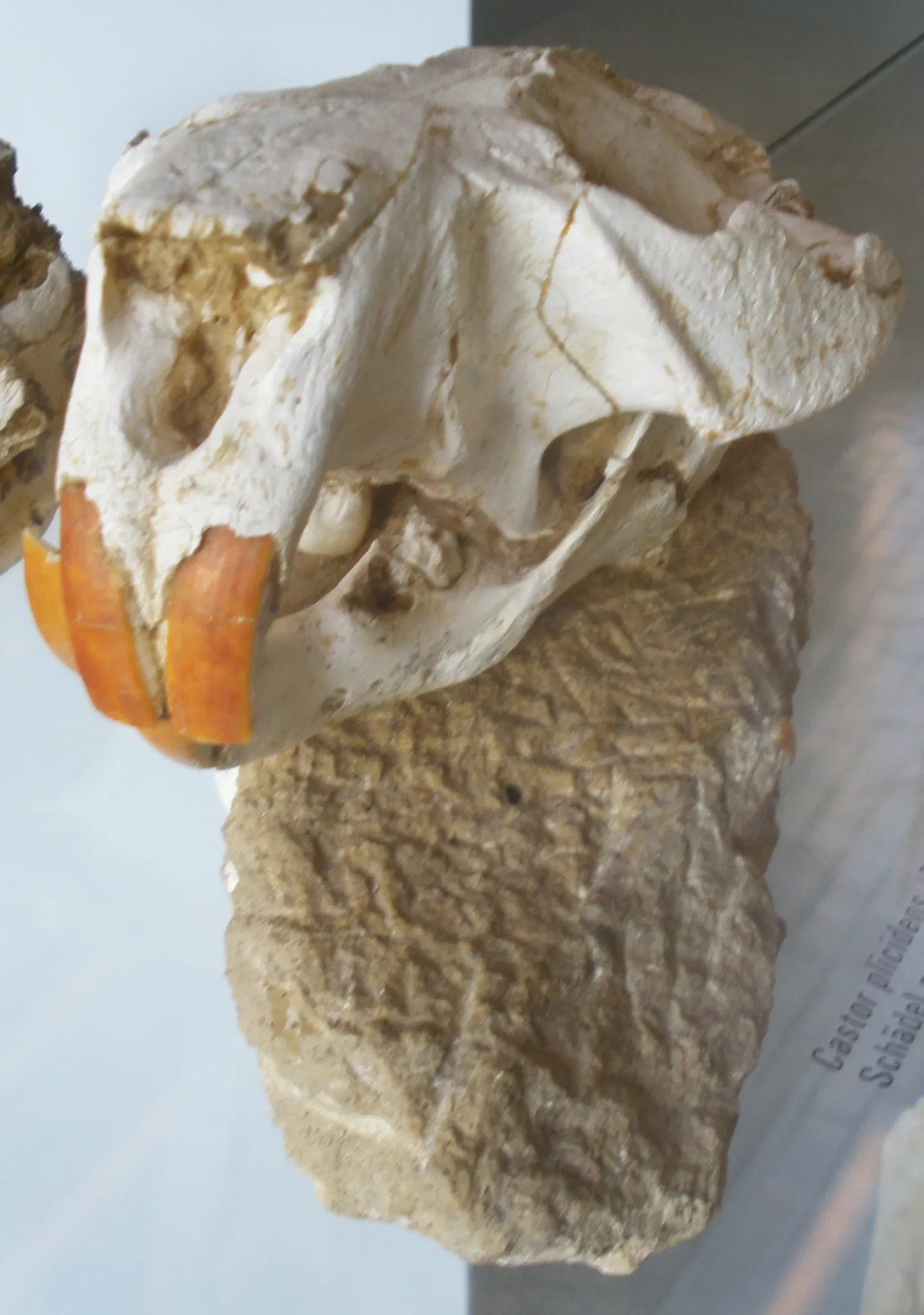 Musee Paleontologique de Zurich