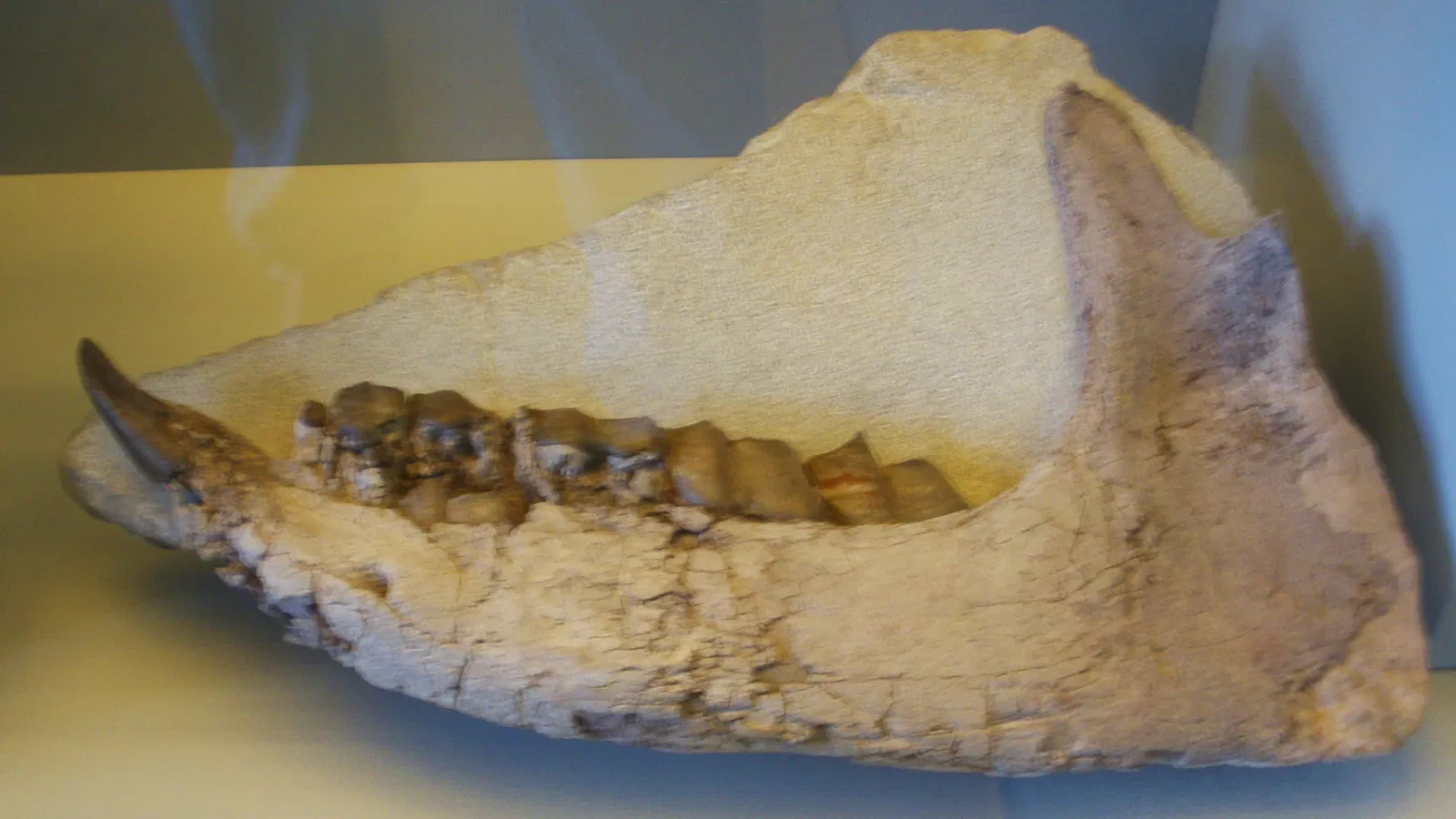 Zoologisches Museum der Universität Zürich