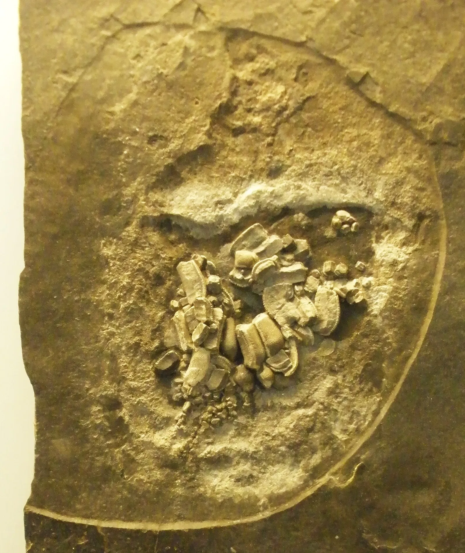 Musee Paleontologique de Zurich