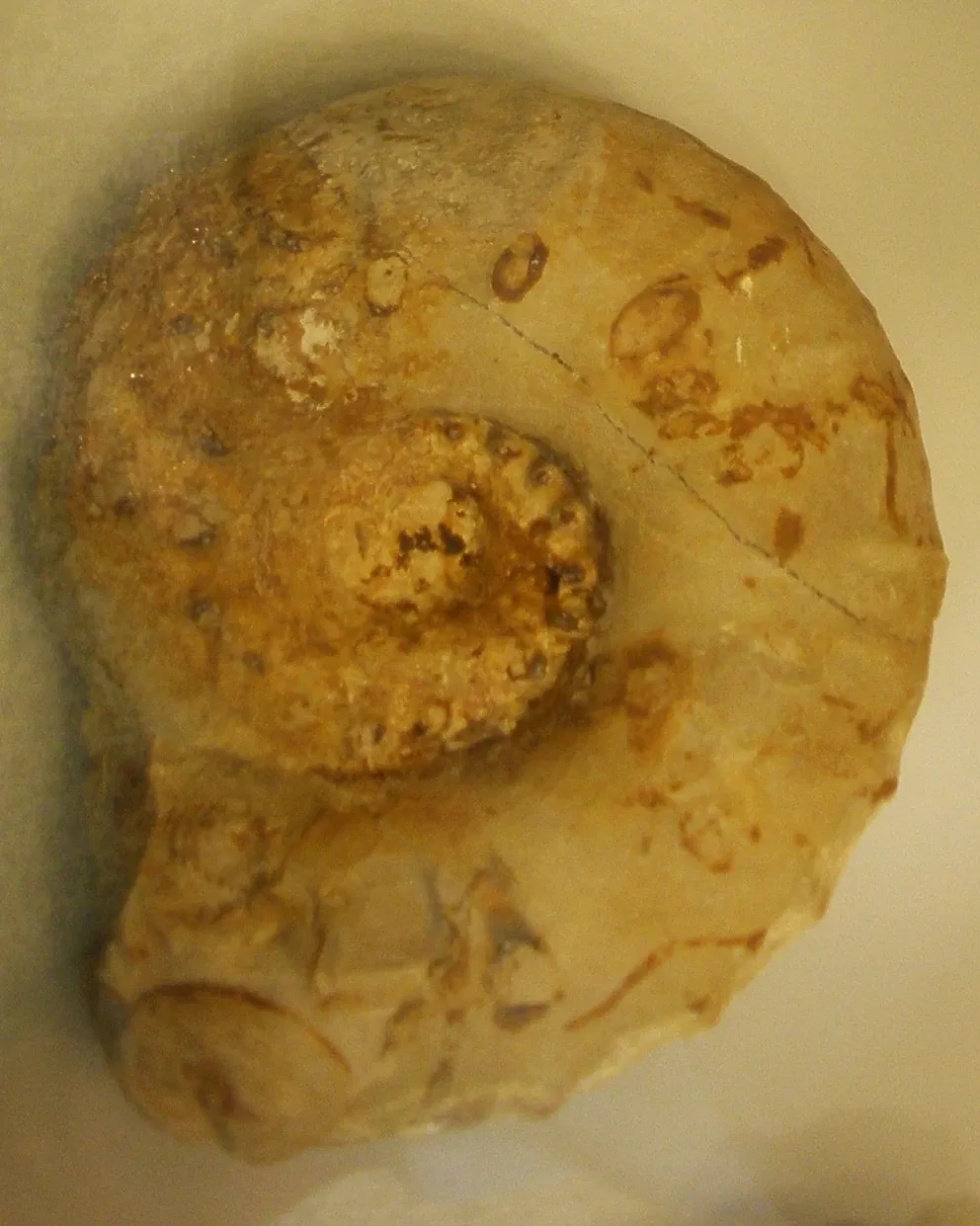 Musee Paleontologique de Zurich