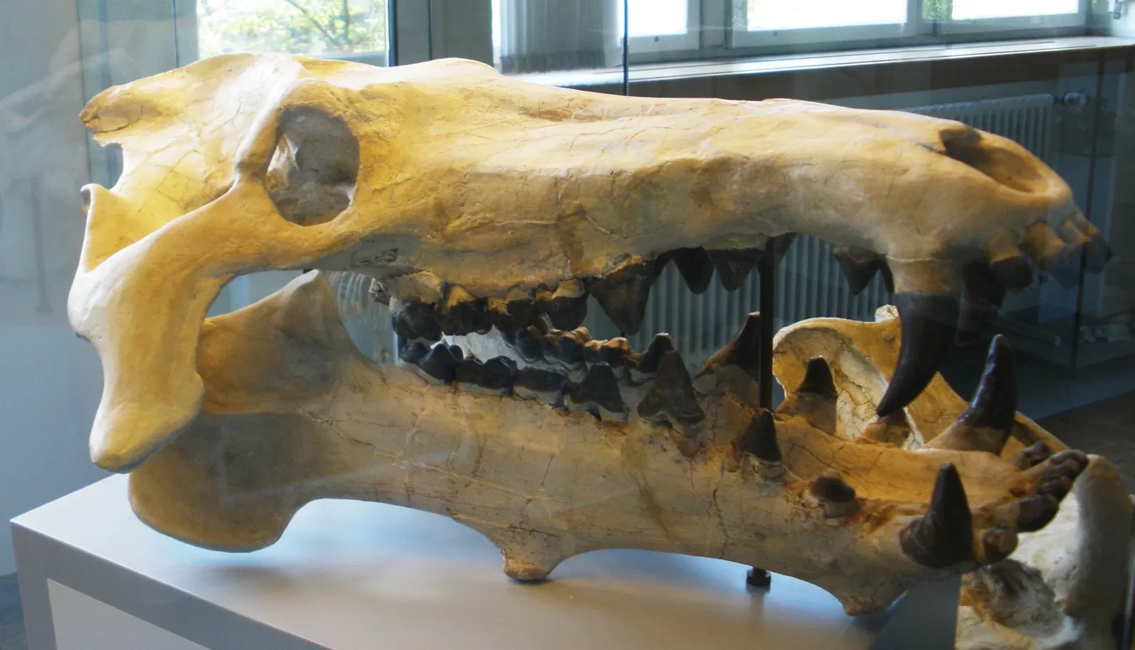 Musee Paleontologique de Zurich