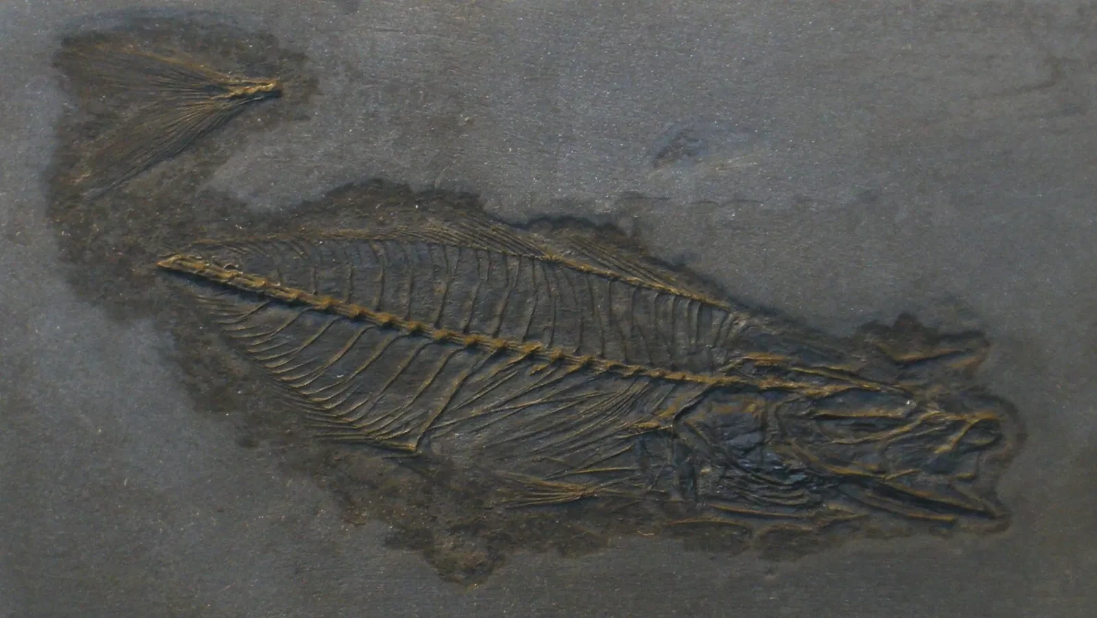 Zoologisches Museum der Universität Zürich