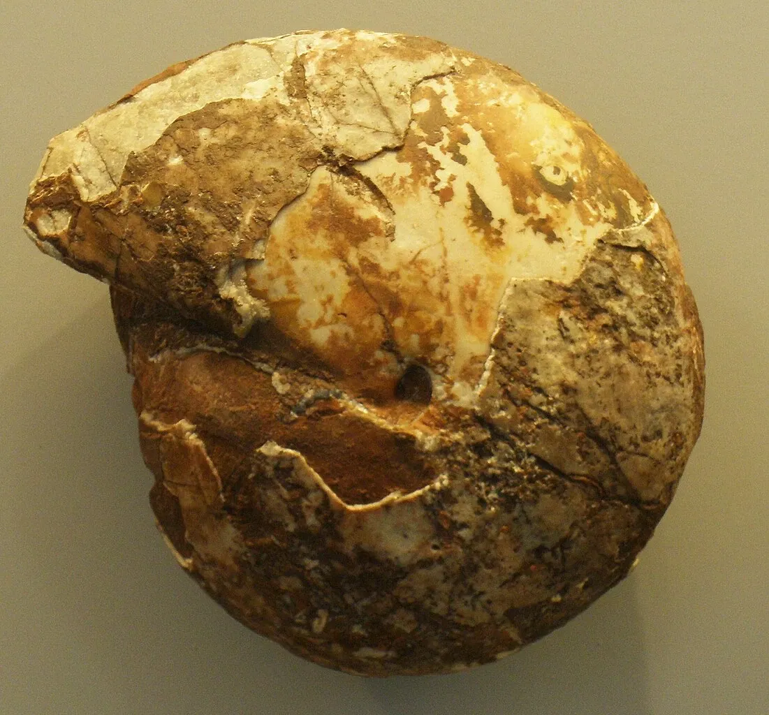 Musee Paleontologique de Zurich