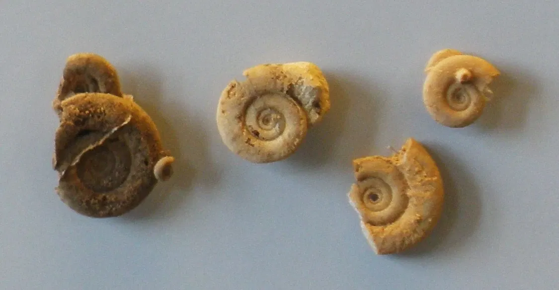 Zoologisches Museum der Universität Zürich