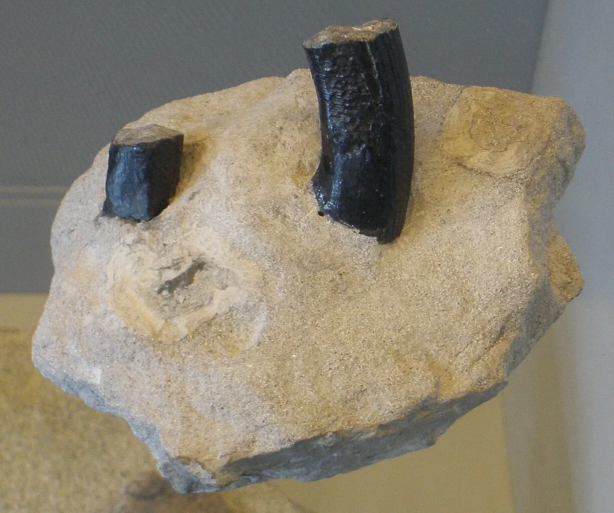 Musee Paleontologique de Zurich