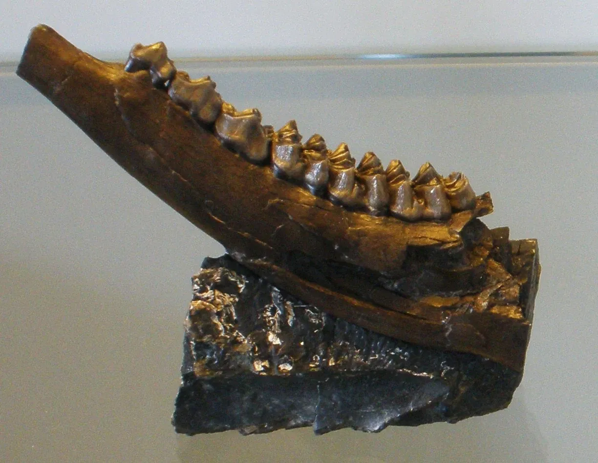 Musee Paleontologique de Zurich