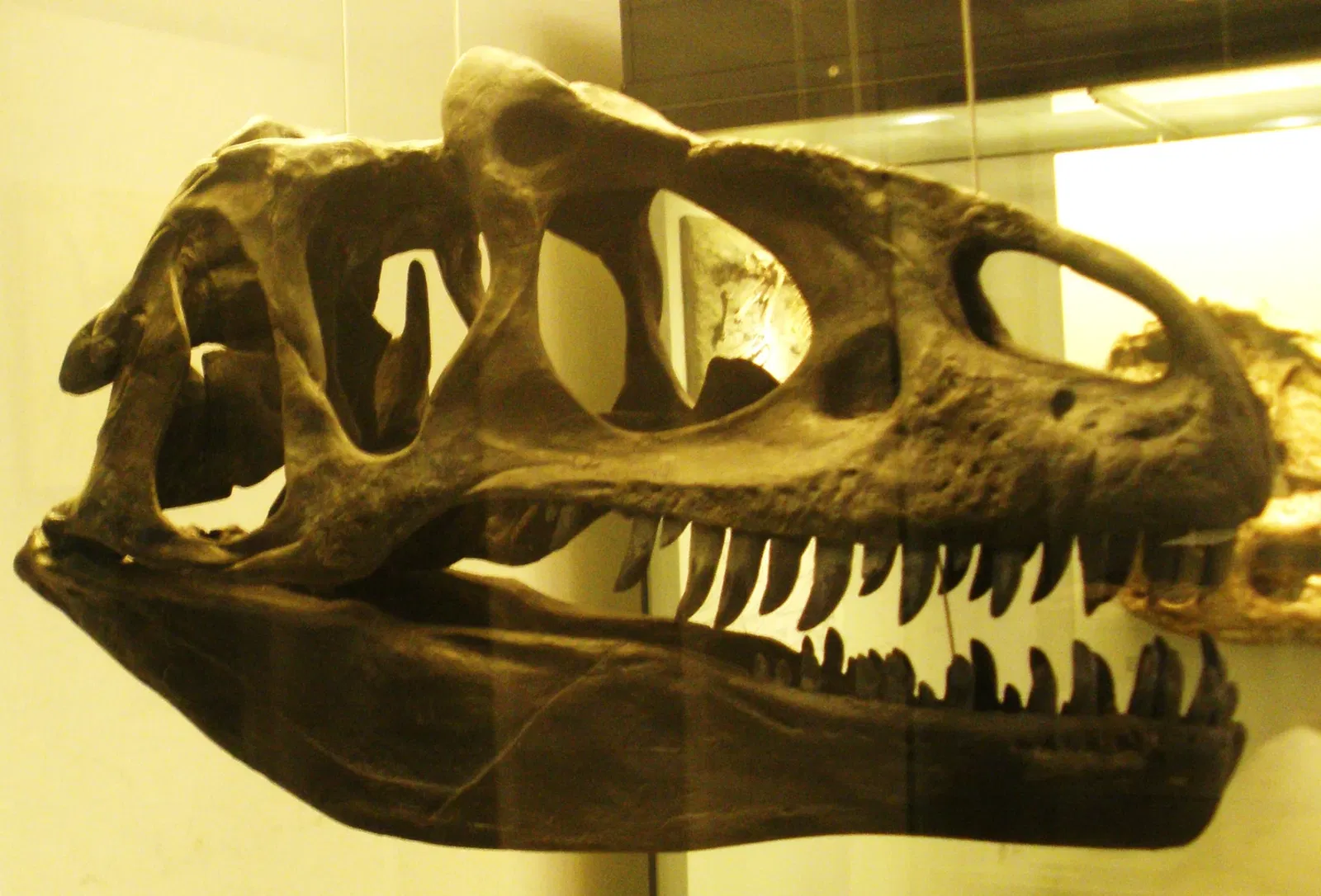 Musee Paleontologique de Zurich