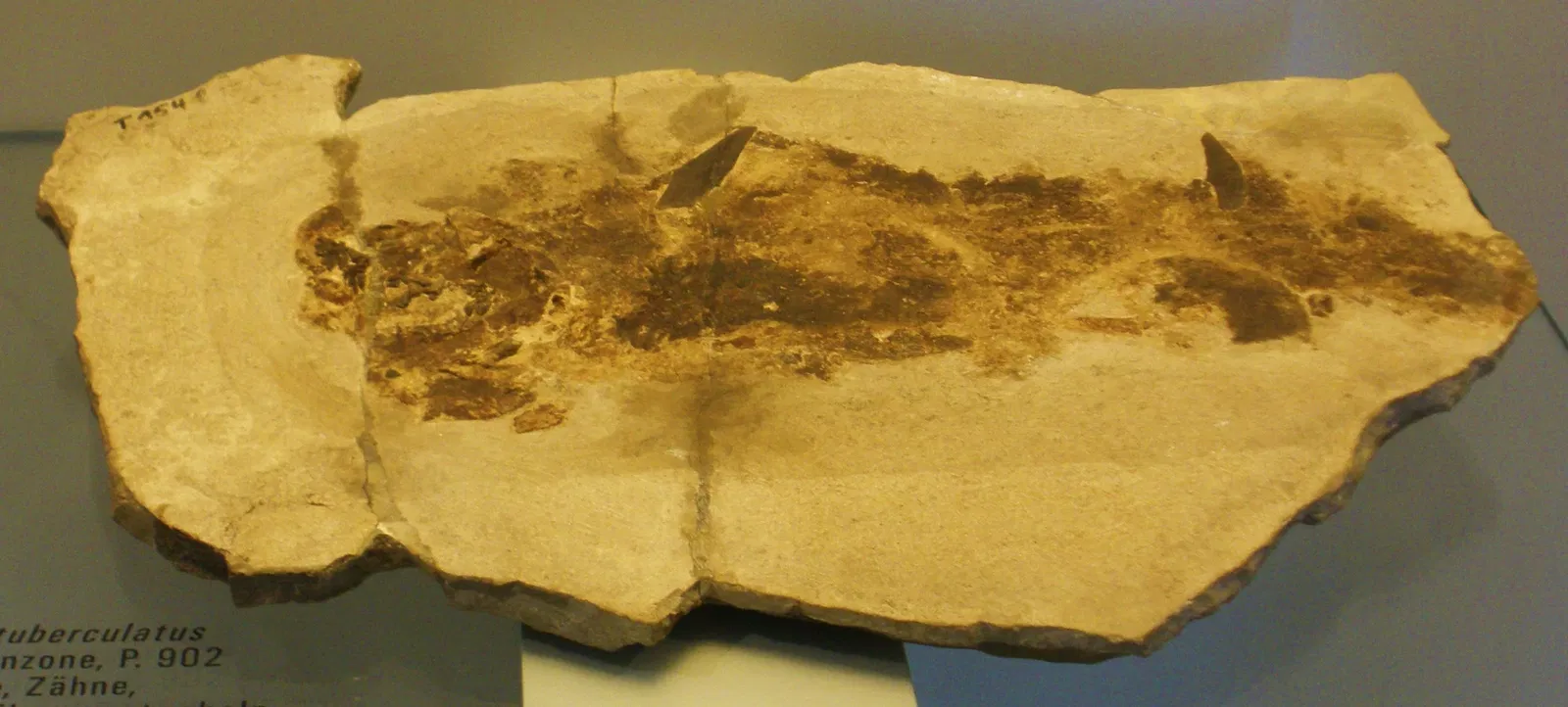 Musee Paleontologique de Zurich