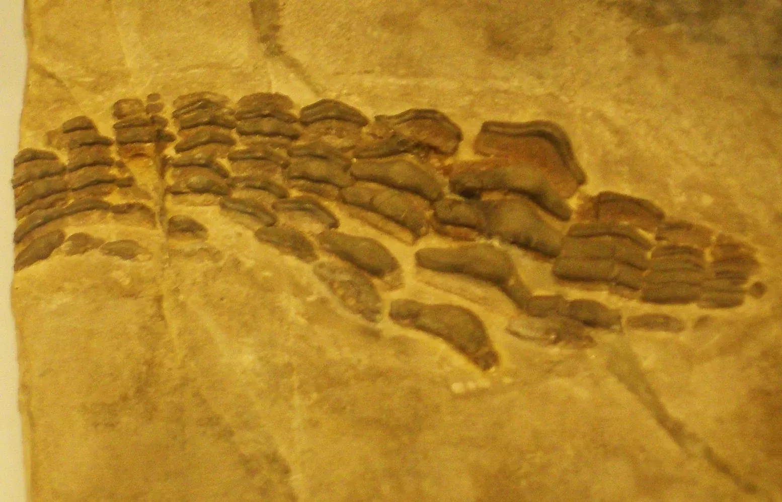 Musee Paleontologique de Zurich