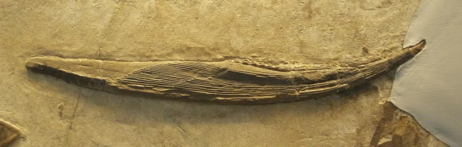 Musee Paleontologique de Zurich