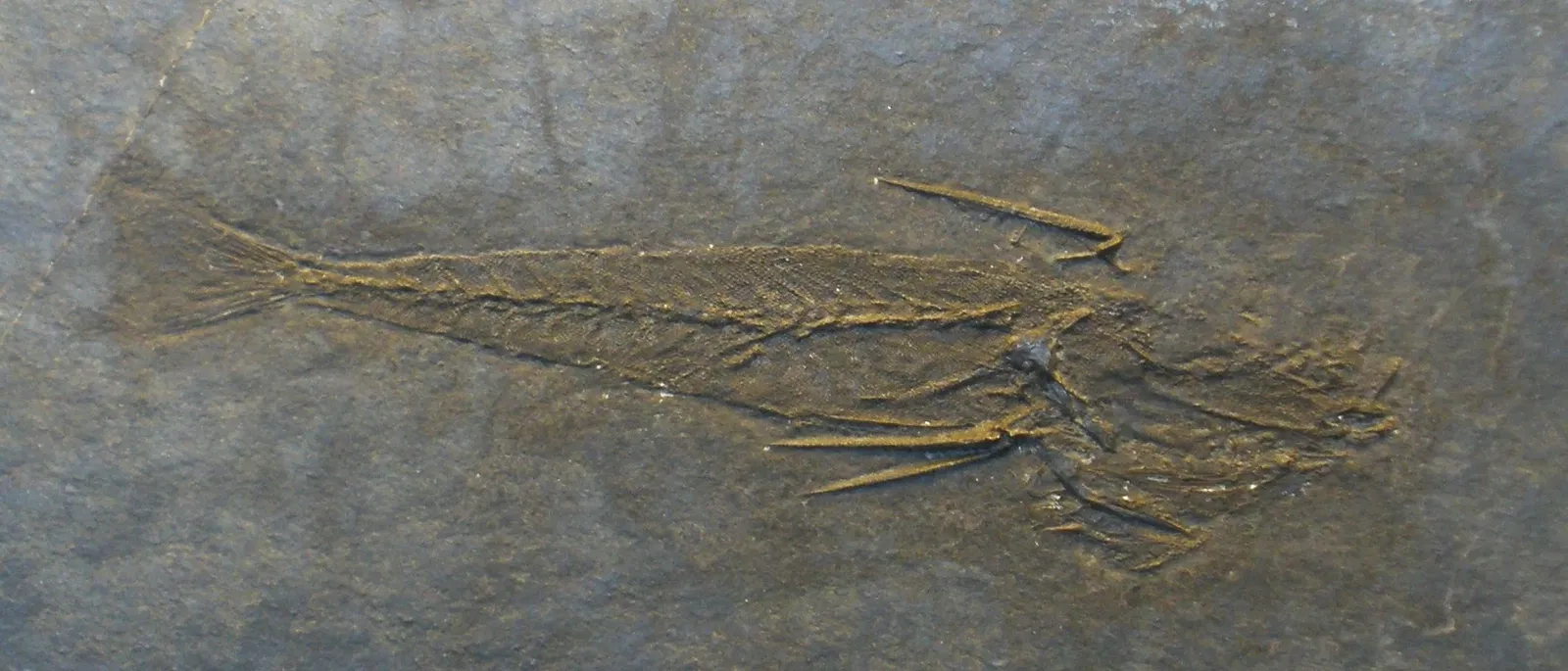 Zoologisches Museum der Universität Zürich